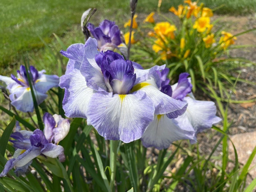 Madhavi Peddi profile