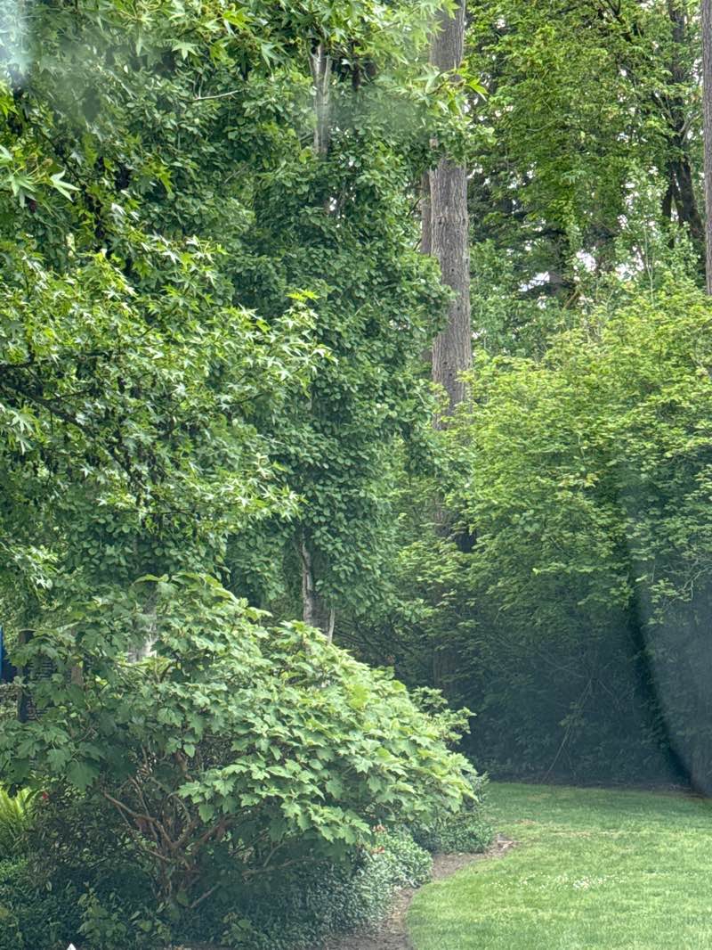 walking near me in Library Park in spring