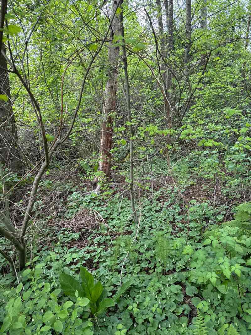 walking near me in Rotary Park in spring