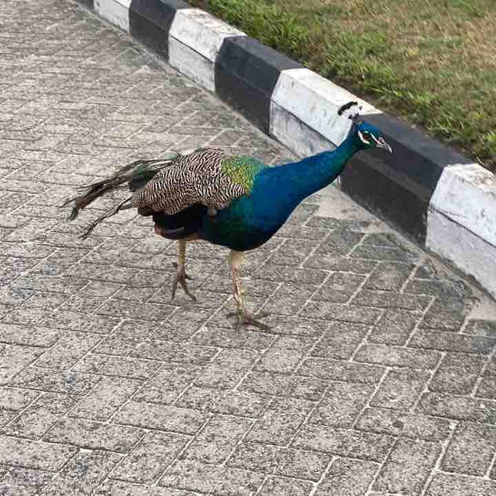 Icoba 78 Nobles 'Dapo O. post image