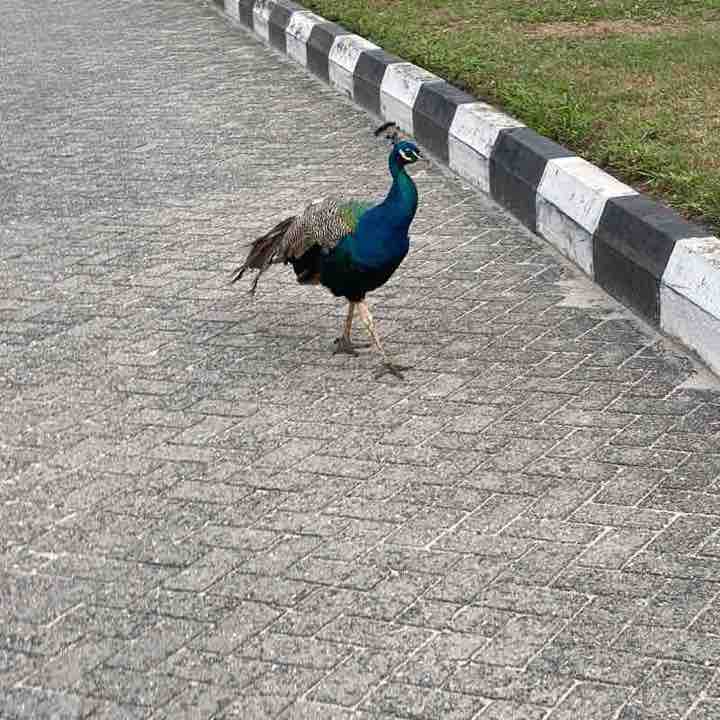 Icoba 78 Nobles 'Dapo O. post image