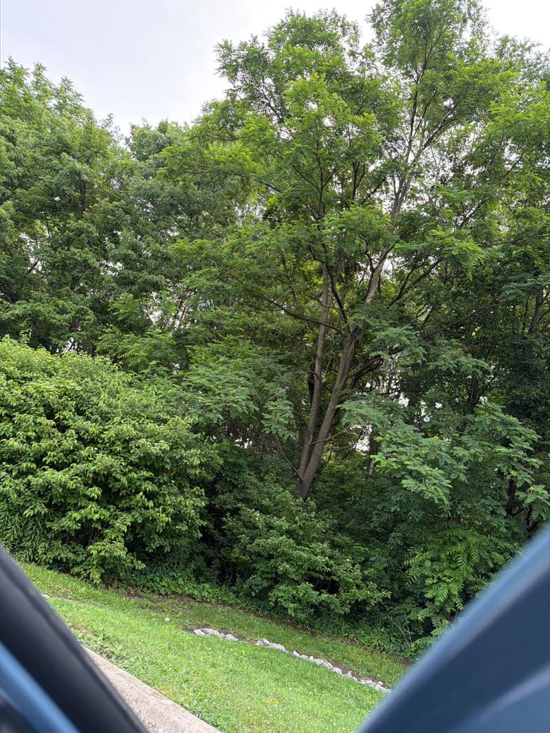 walking near me in Rohrer Road Monon Entrance in summer