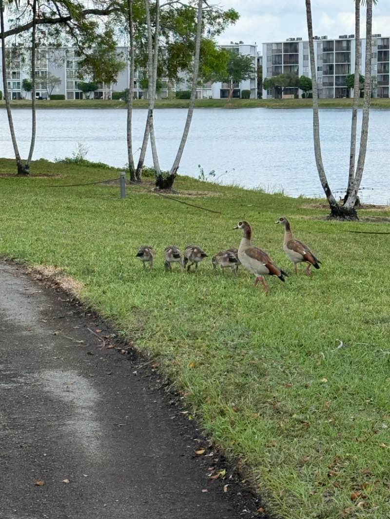 walking near me in Lakeshore Park in spring