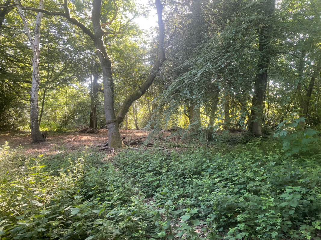 walking near me in Queen Elizabeth Park in spring