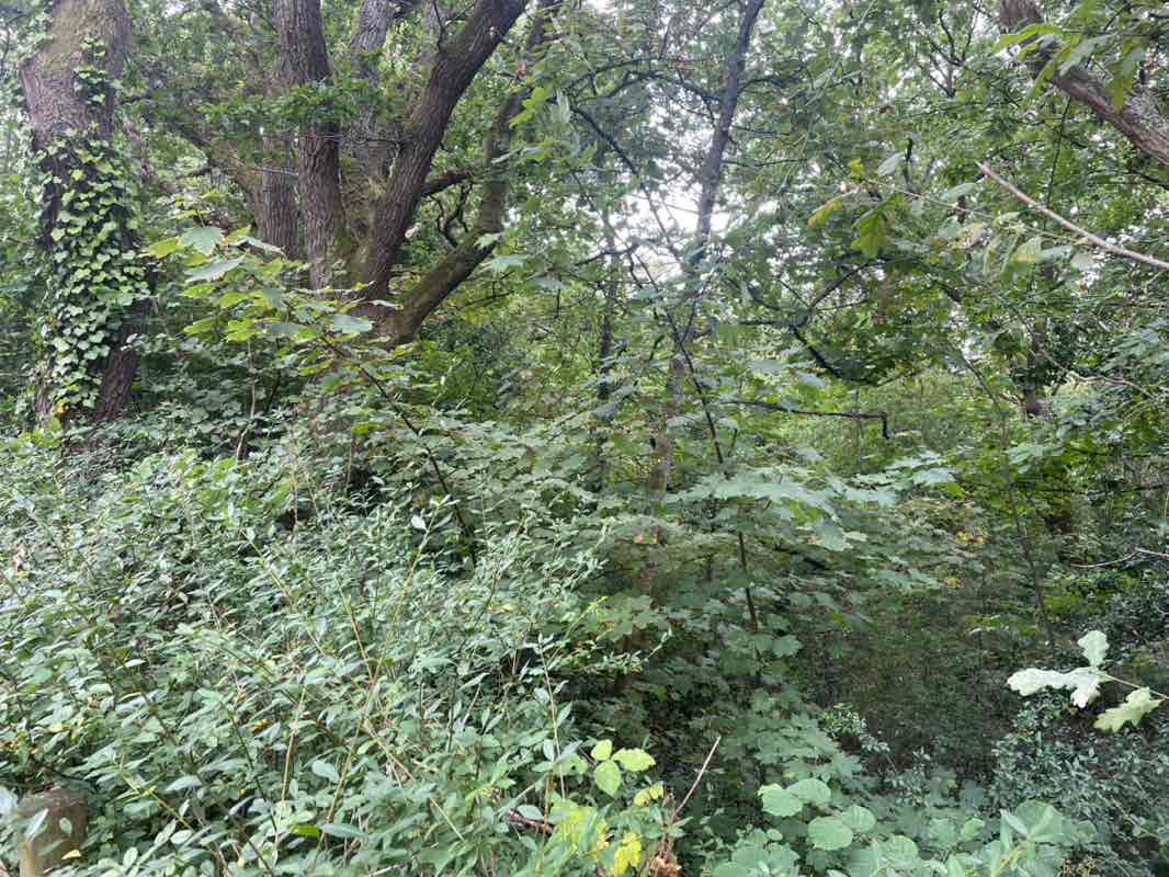 walking near me in Golden Hill in autumn