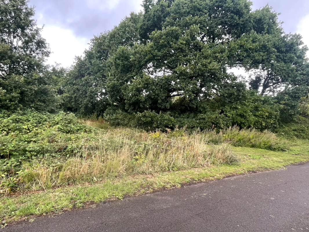 walking near me in Gillies Park in autumn