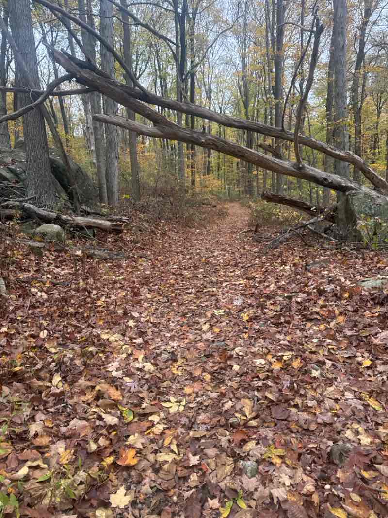 walking near me in Weldon Brook Wildlife Management Area in autumn