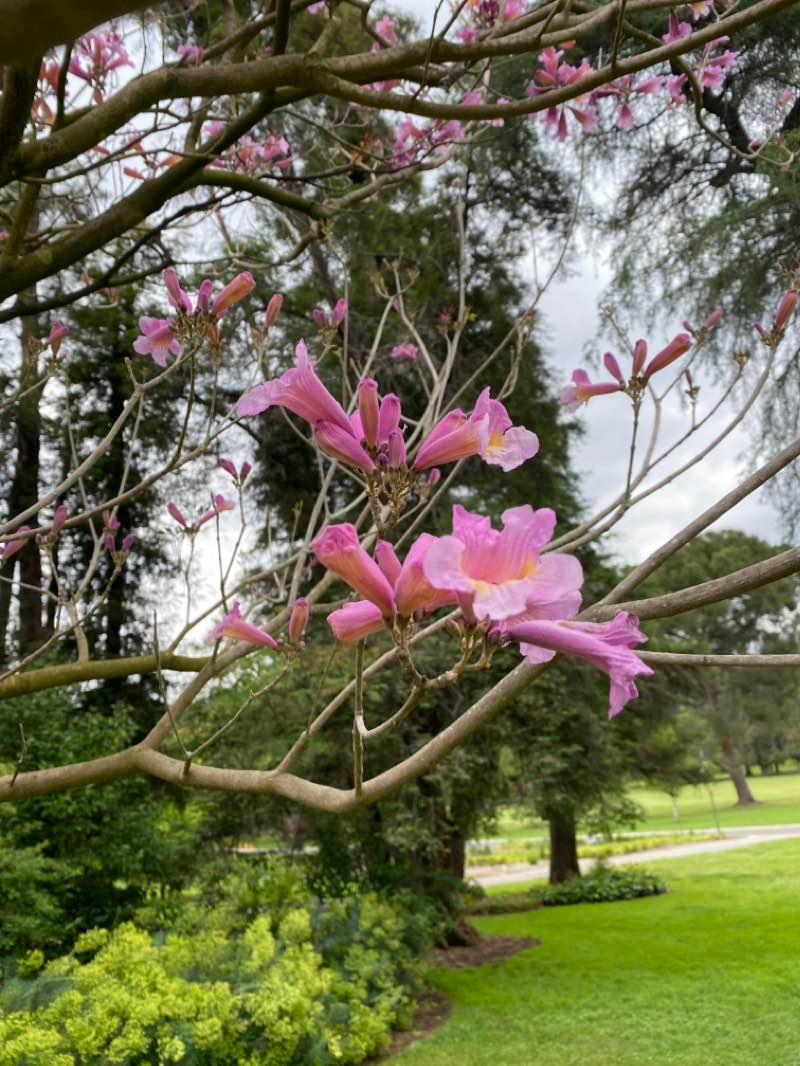 walking near me in Lacy Park in winter