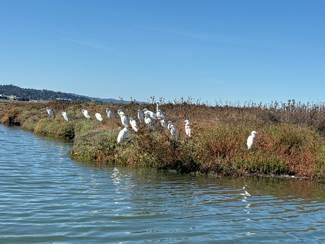 walking near me in Bair Island Ecological Reserve in winter