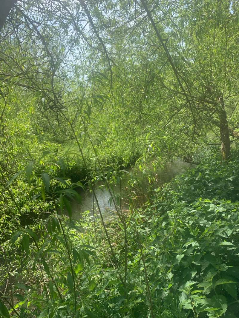 walking near me in Lullingstone Country Park in winter