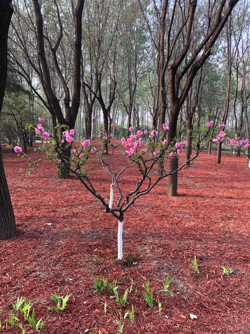 walking near me in Chaoyang Park in winter