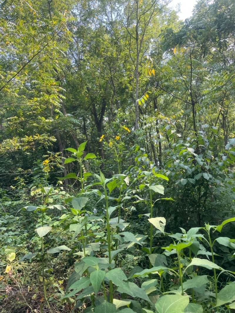 walking near me in Blake's Venture Park in summer