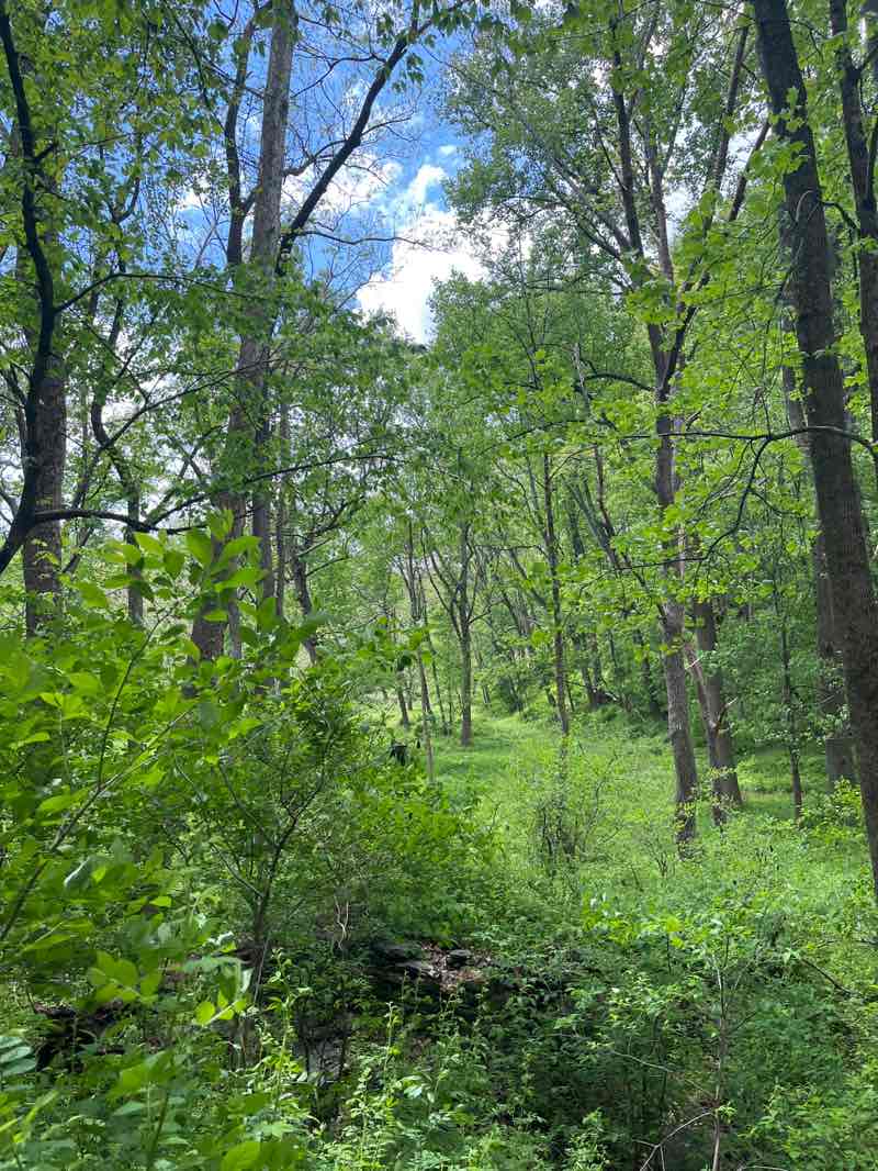 walking near me in Rocks State Park Falling Branch Area in spring