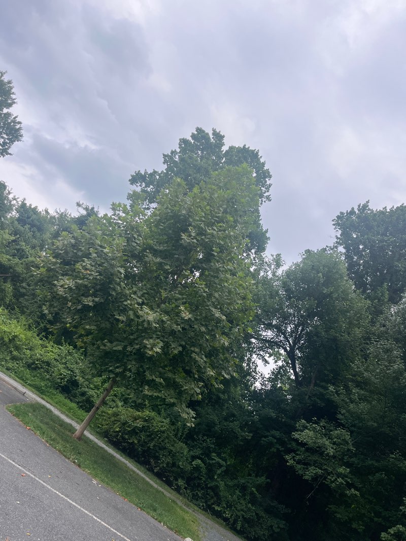 walking near me in Emily Bayless Graham Park in summer