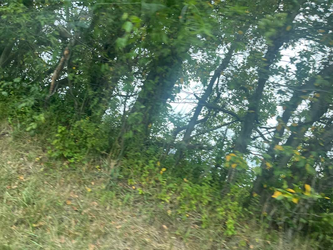walking near me in Hickory Park in summer