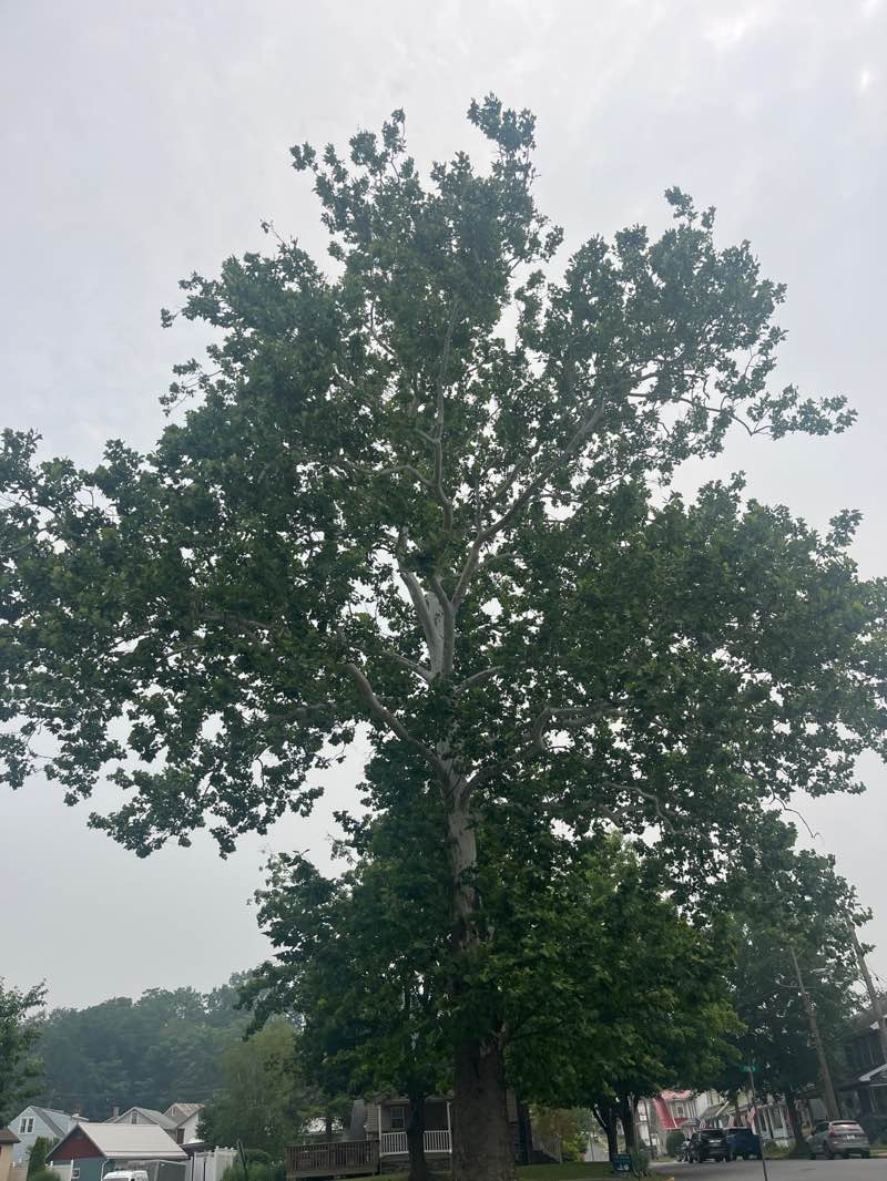 walking near me in George Weaver Park in summer