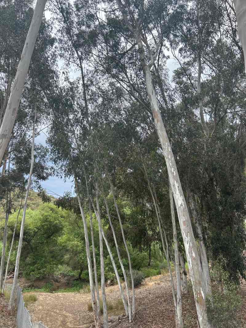 walking near me in Damon Lane County Park in summer