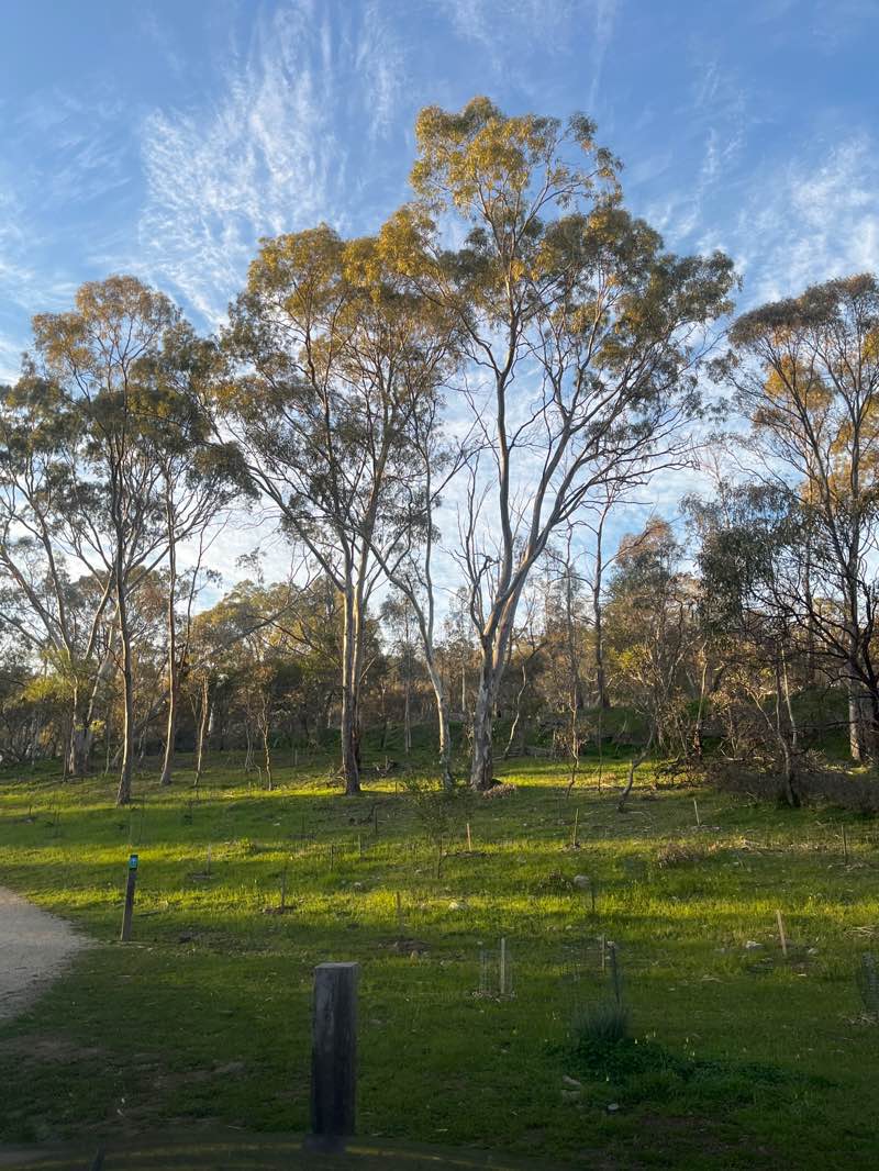 walking near me in Anstey Hill Recreation Park in spring