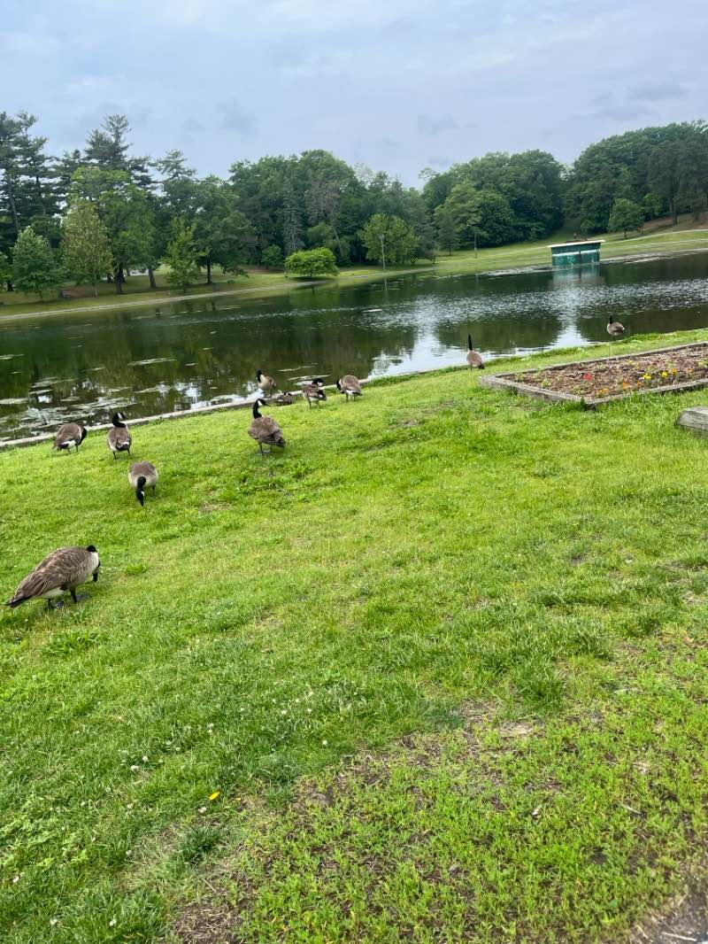 walking near me in Central Park in summer