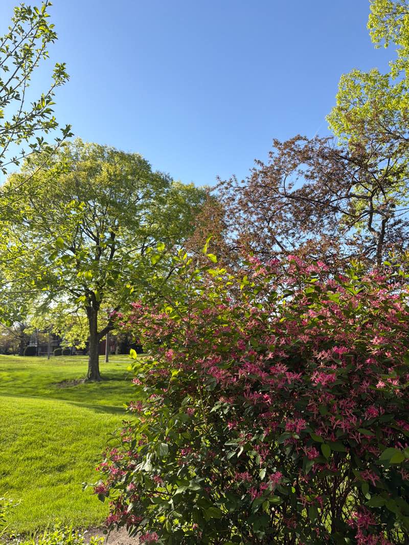 walking near me in Century Park in spring