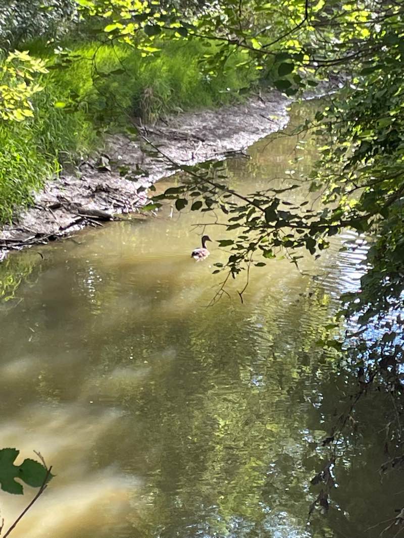 walking near me in Joseph E. Delia Junior Park in autumn