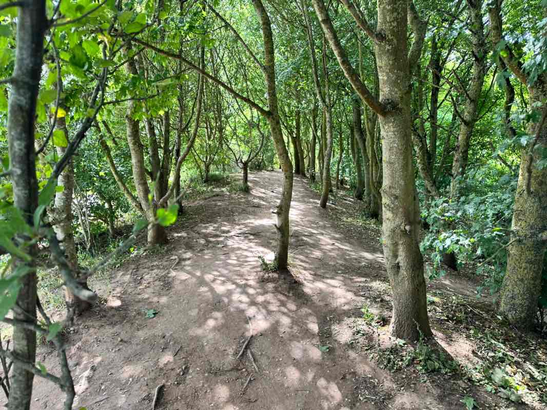walking near me in Ryton Pools Country Park in summer