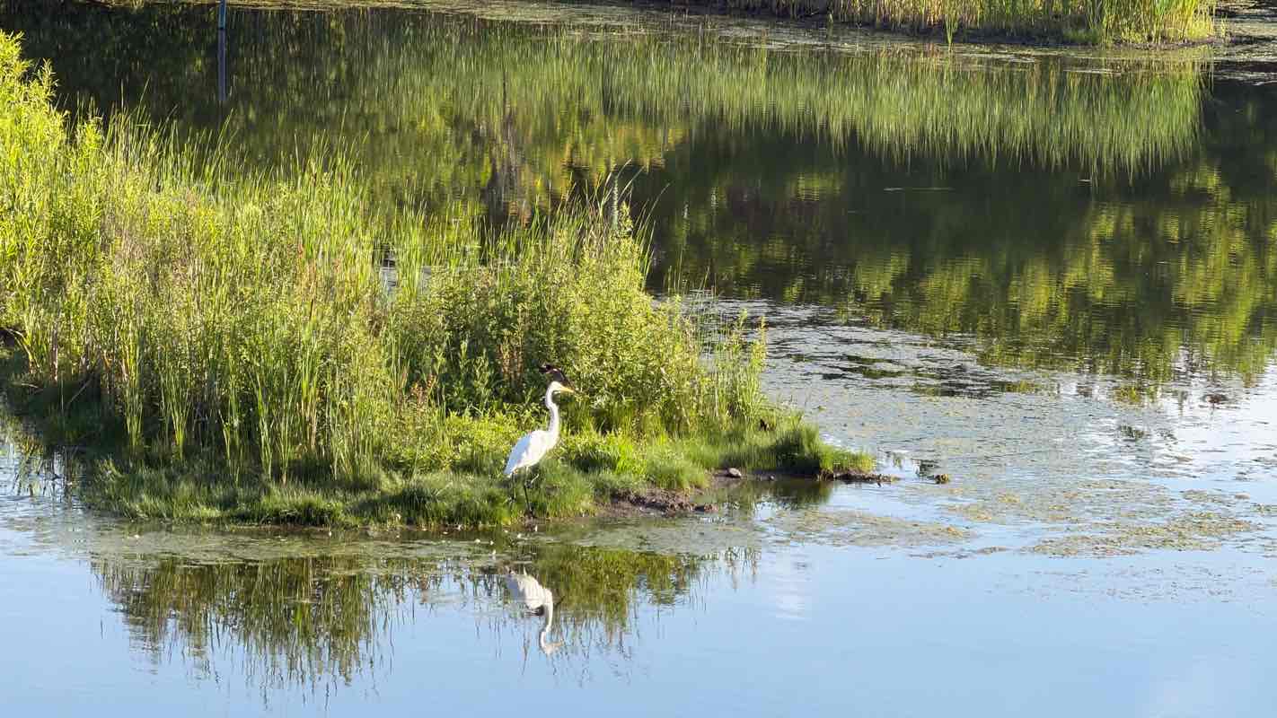 walking near me in Peace Park in summer