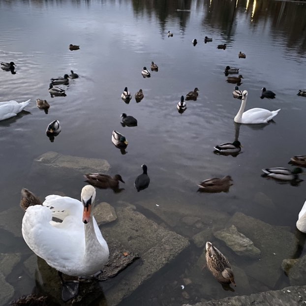 𝓐𝓵𝓮𝔁𝓪 𝓐𝓫𝓸𝓻𝓲𝓷𝓪 post 1