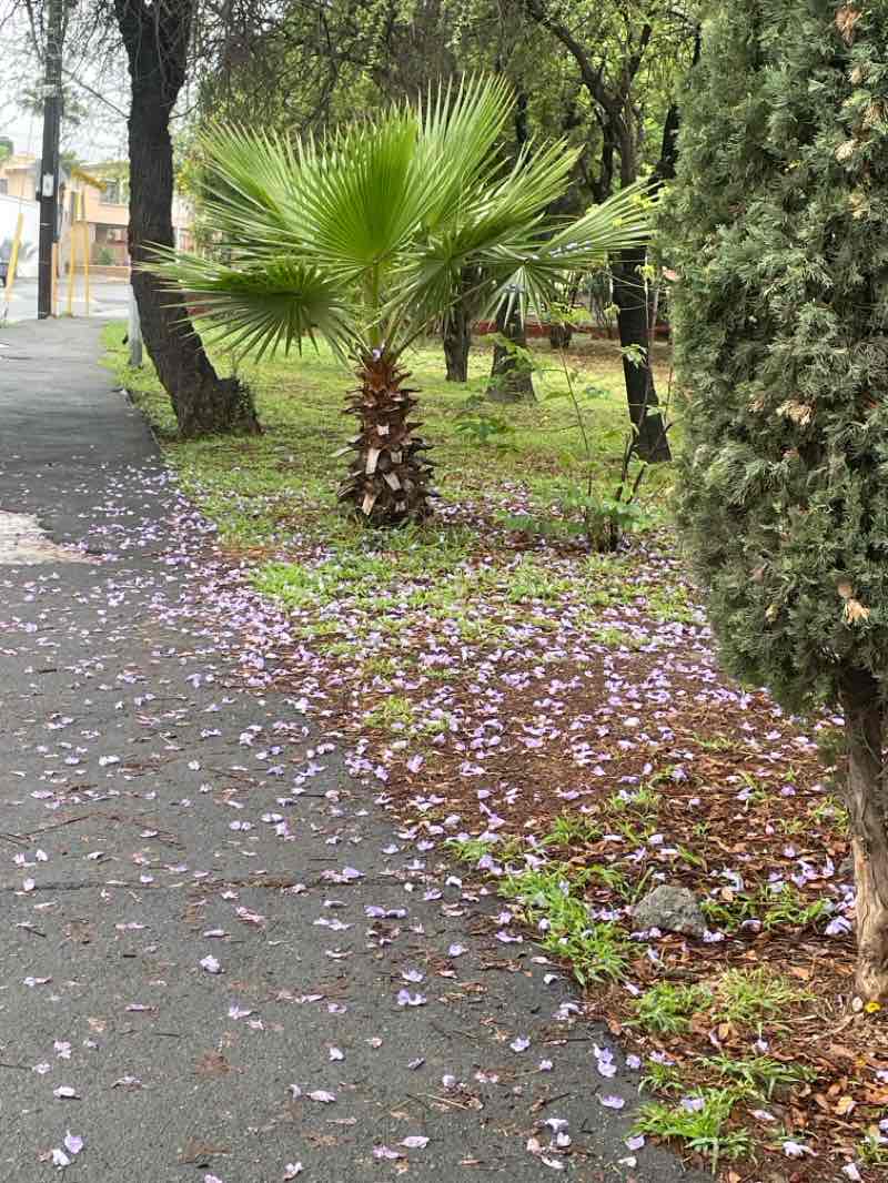 walking near me in Parque Infantil El Dulce in spring