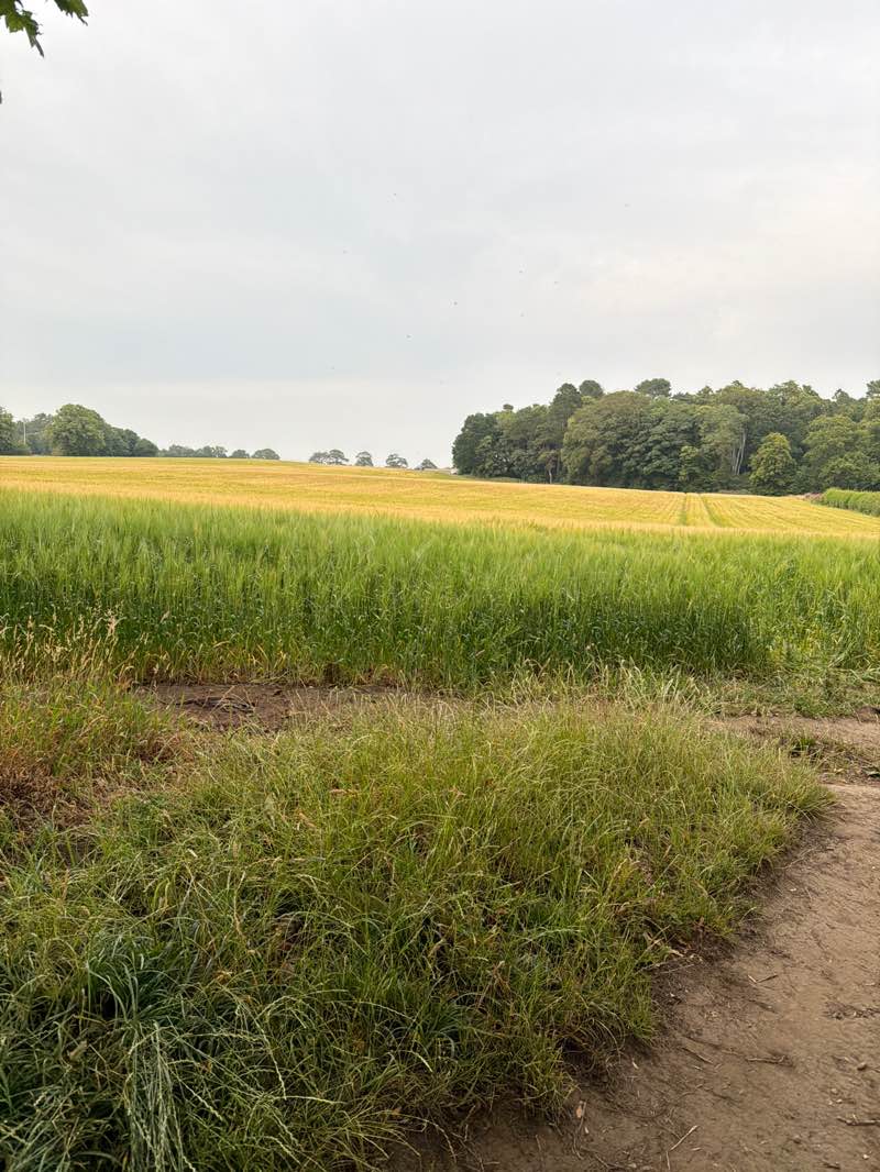 walking near me in Rosewell Park in summer