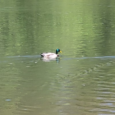 wittykittymeow post 3