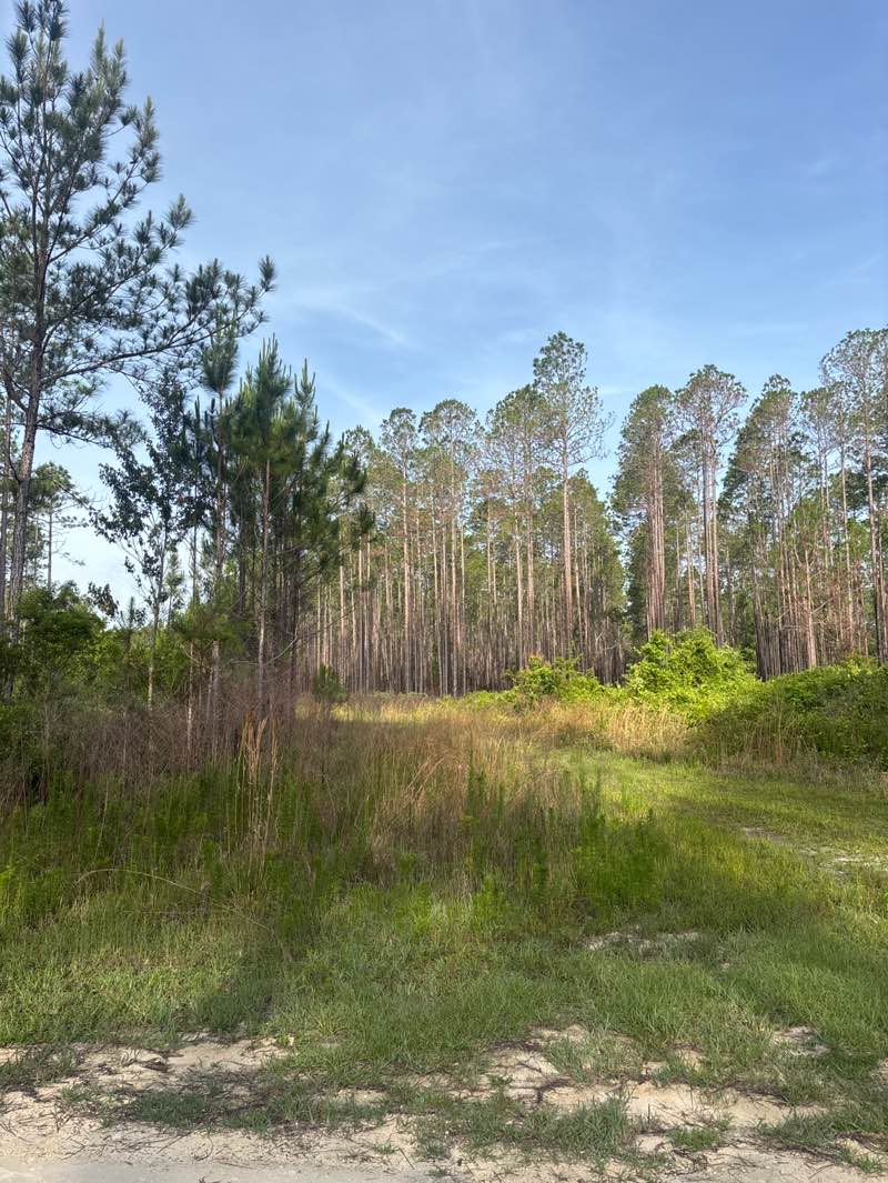 walking near me in Belmore State Forest Ates Creek Tract in spring