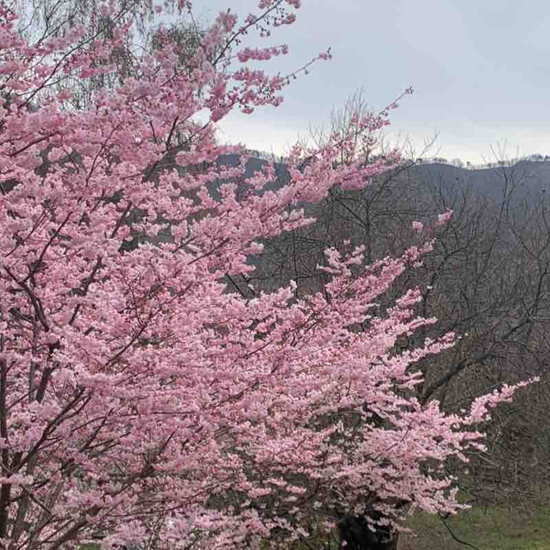 camminare   libertà!!!!! Nina  post image