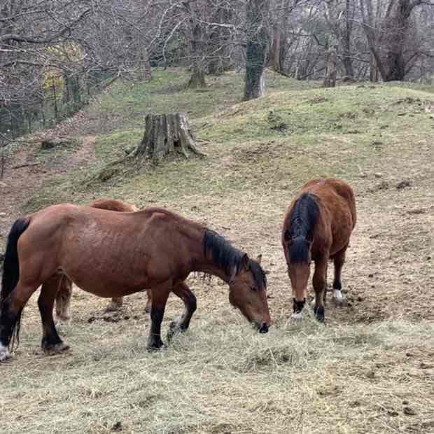 camminare   libertà!!!!! Nina  post image