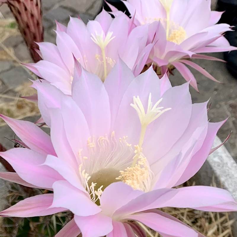 camminare   libertà!!!!! Nina  post image