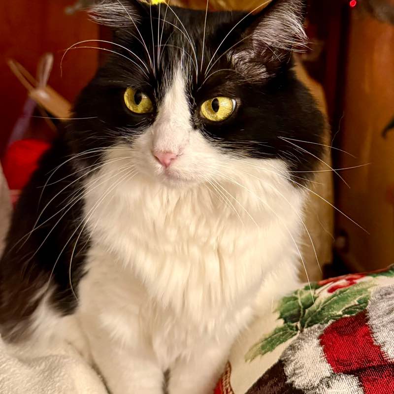 🌺GIOCHIAM🍃 Nina  post image