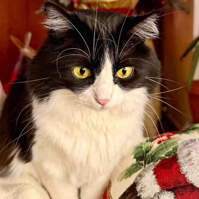 🌺GIOCHIAM🍃 Nina  post image