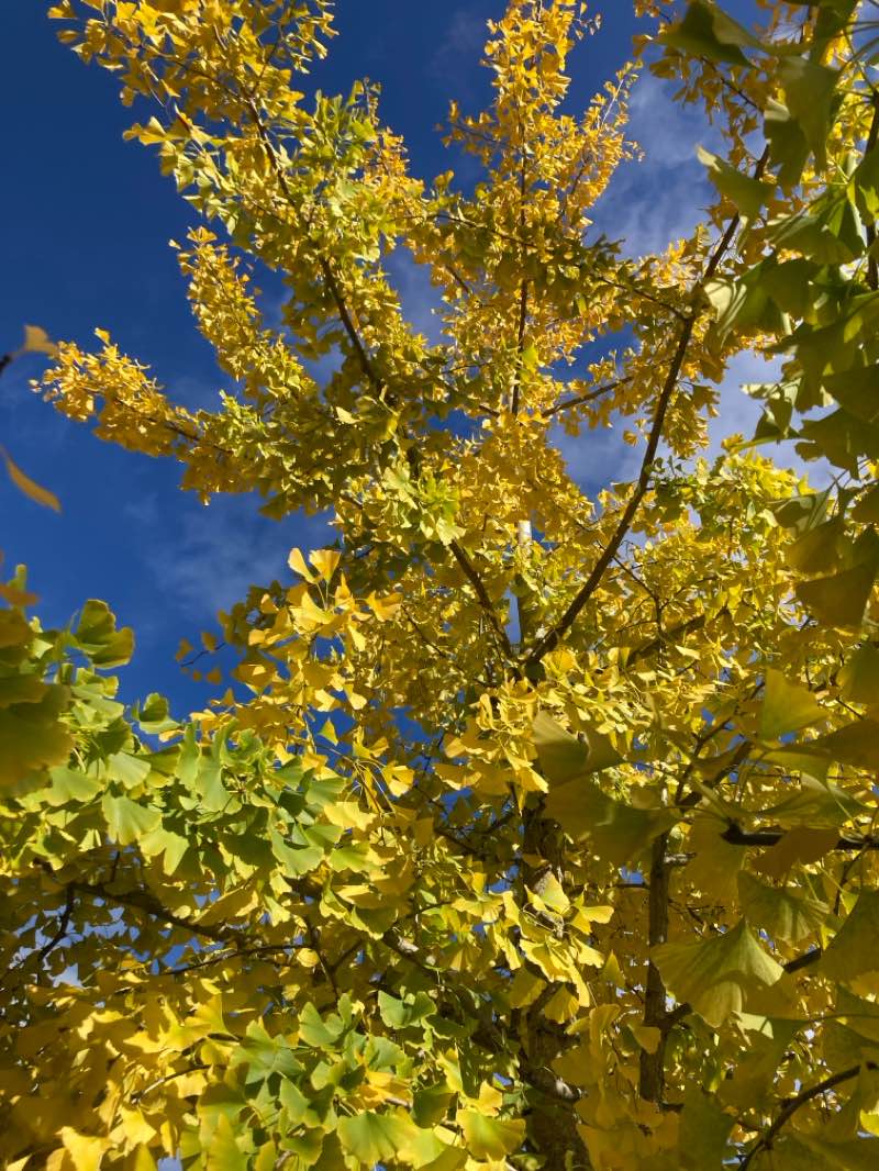 walking near me in McNary Field in autumn