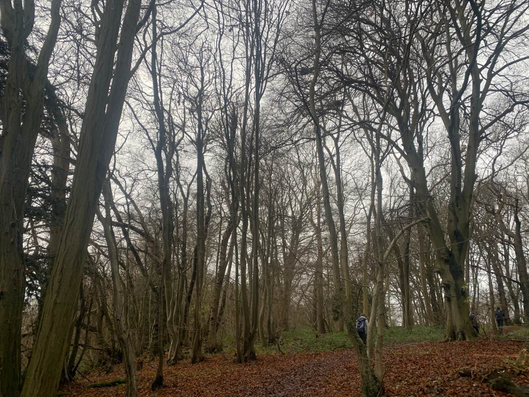 walking near me in Downe Bank & High Elms in winter