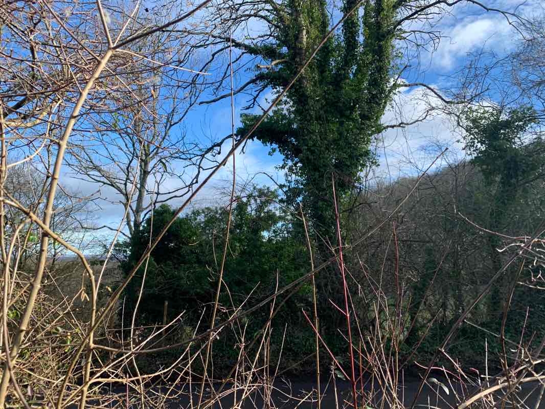 walking near me in Pavilion Gardens in winter