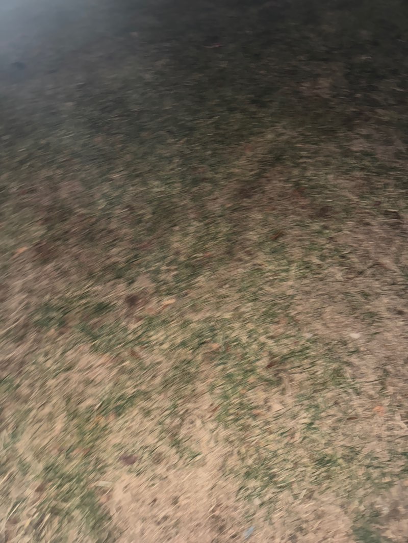 walking near me in Lollipop Park in winter