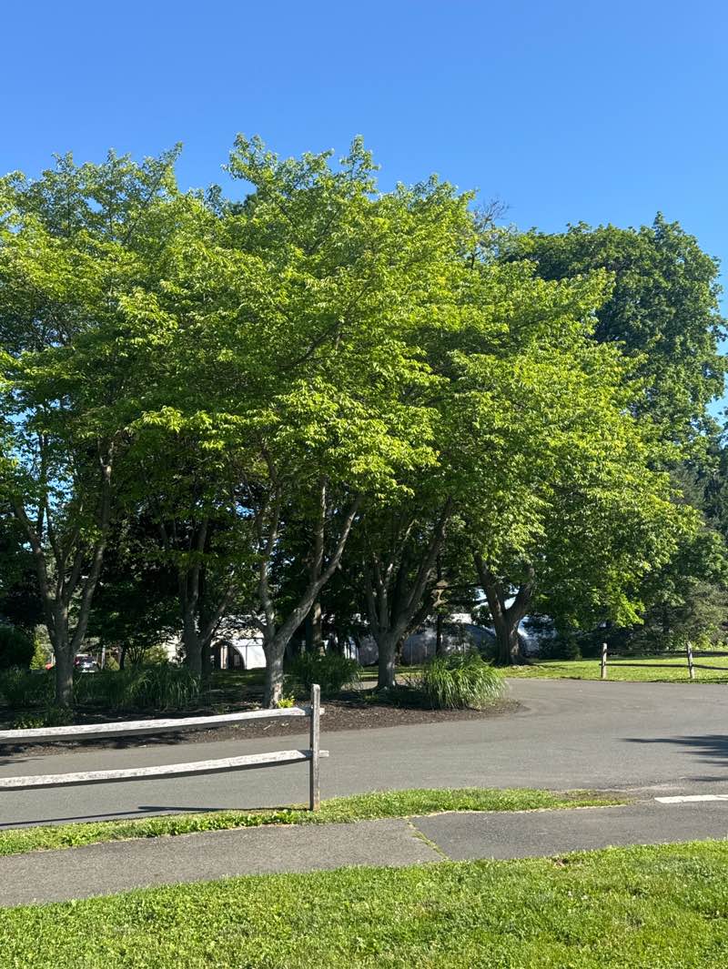 walking near me in Veterans Park in summer