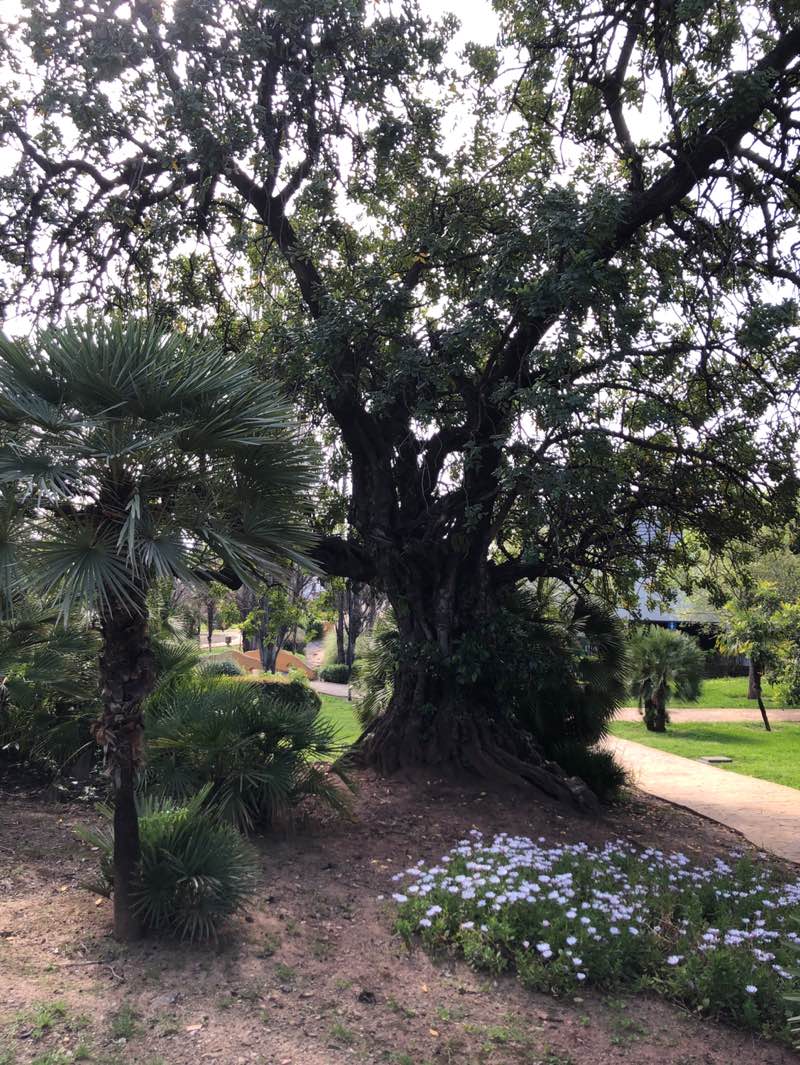 walking near me in Parque Xarblanca in spring