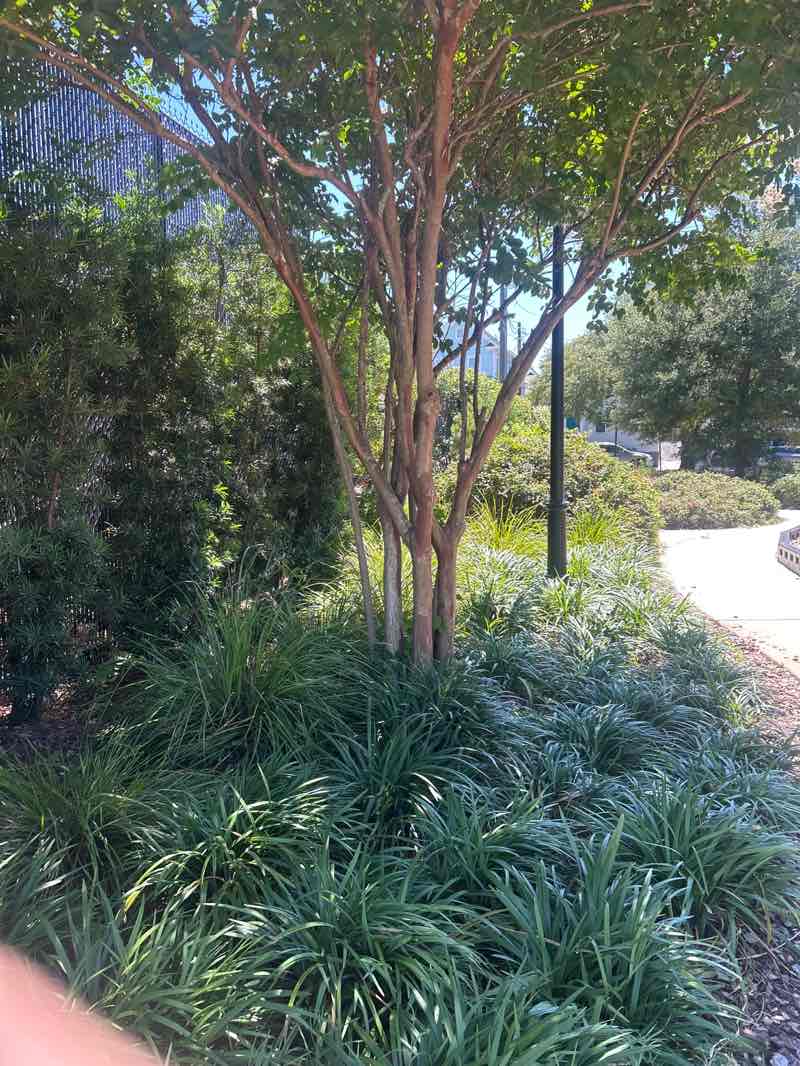 walking near me in Martin Park in summer
