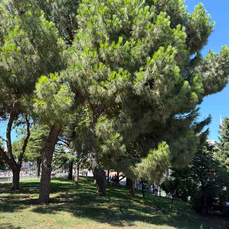 Lamis post 1
