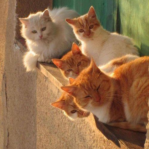 Грозный, Чечня S post image