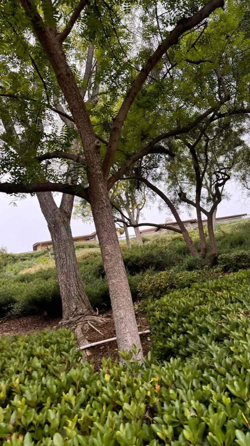 walking near me in Villa Borba Park in winter