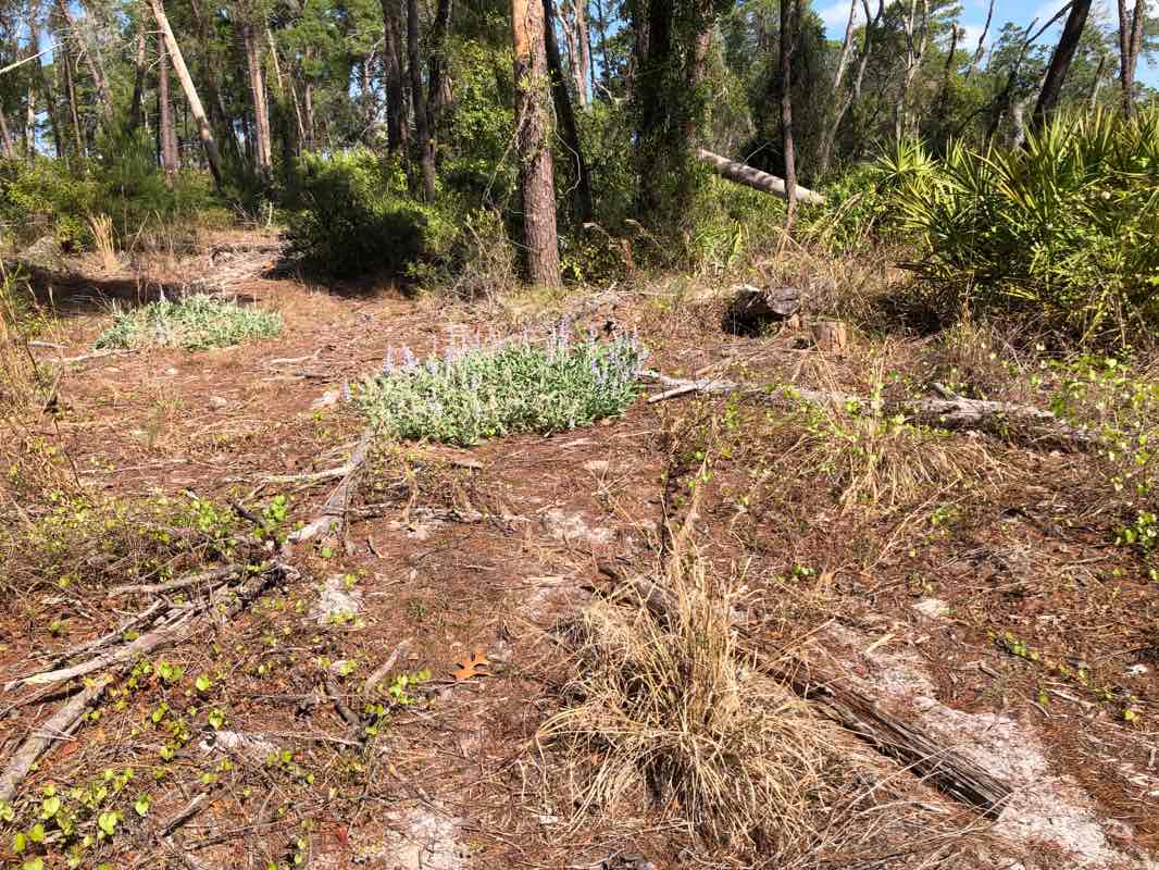 walking near me in Anclote Gulf Park in winter