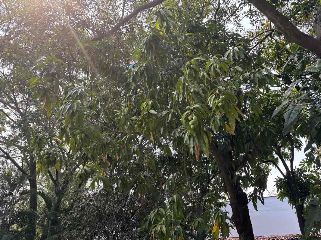 walking near me in Plaza de Armas in spring