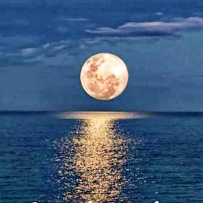 🔴🟡🟢 Rojan Kaya profile